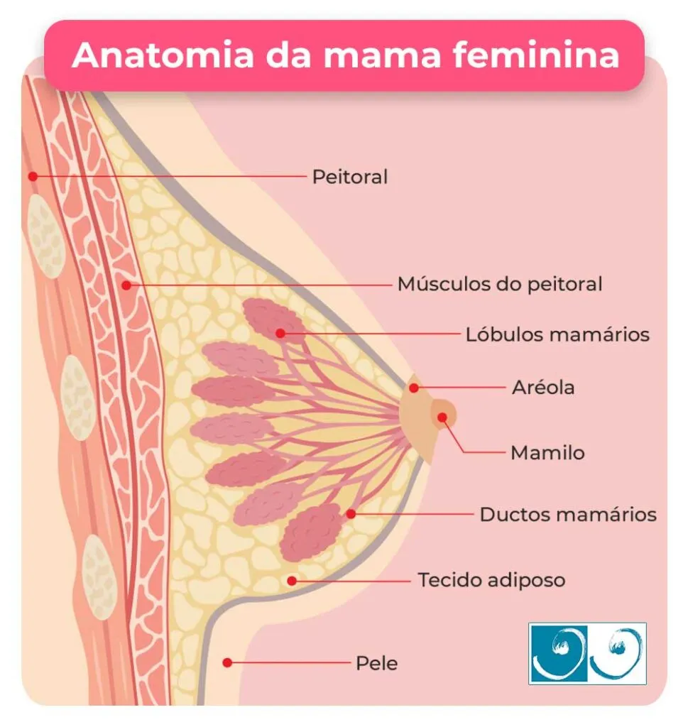 Anatomia da mama feminina Anatomia da mama feminina
Peitoral
Músculos do peitoral Lóbulos mamários
Aréola
Mamilo
Ductos mamários
Tecido adiposo
Pele
